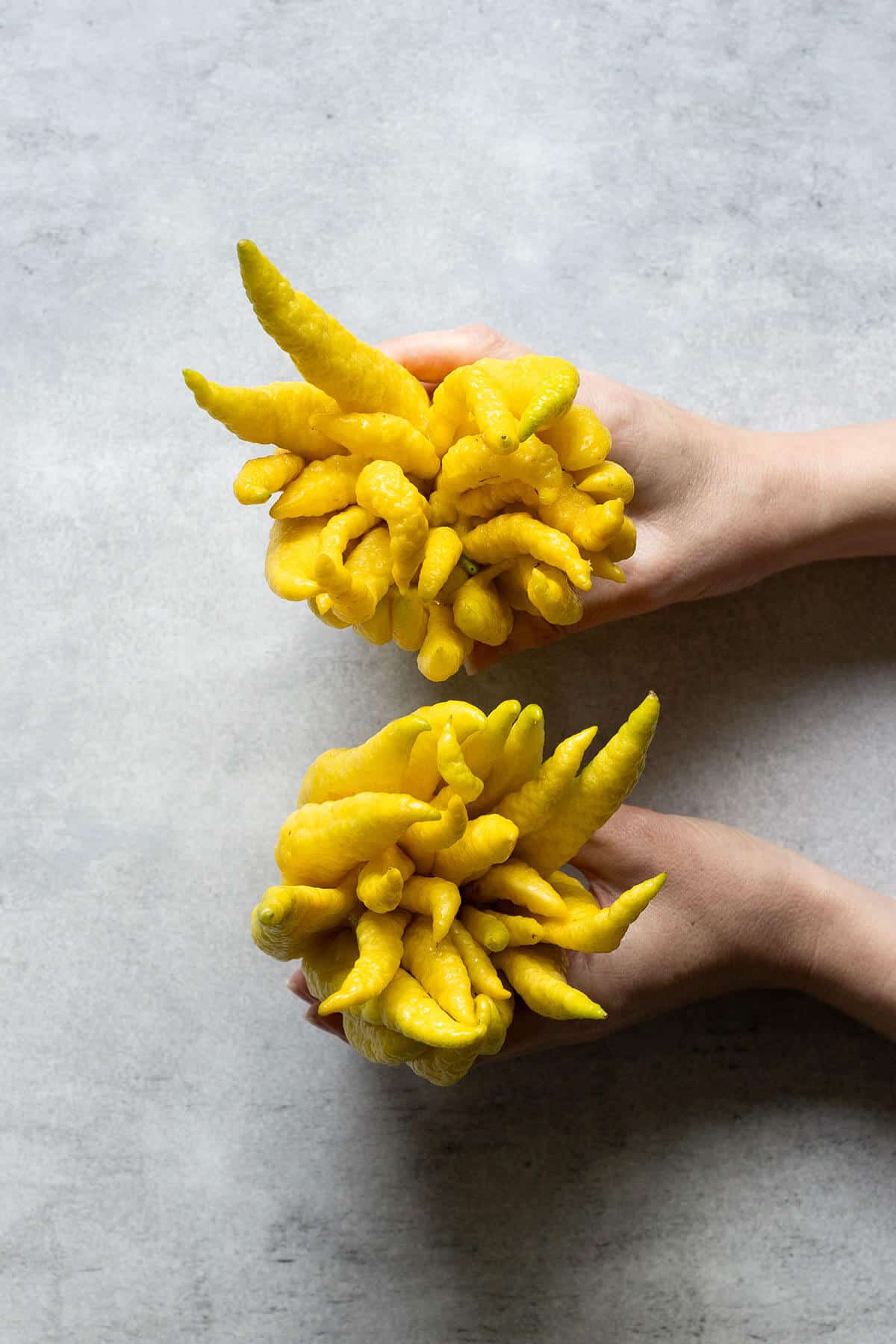a photo of a buddha's hand citron fruit being held by two hands